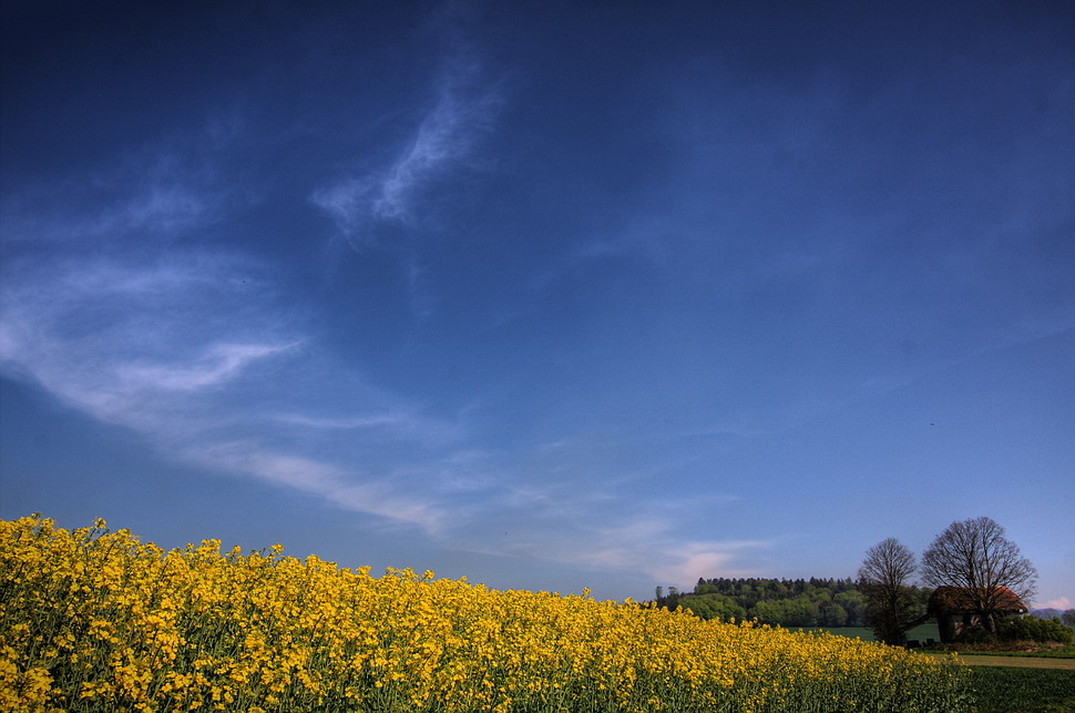Canola-1