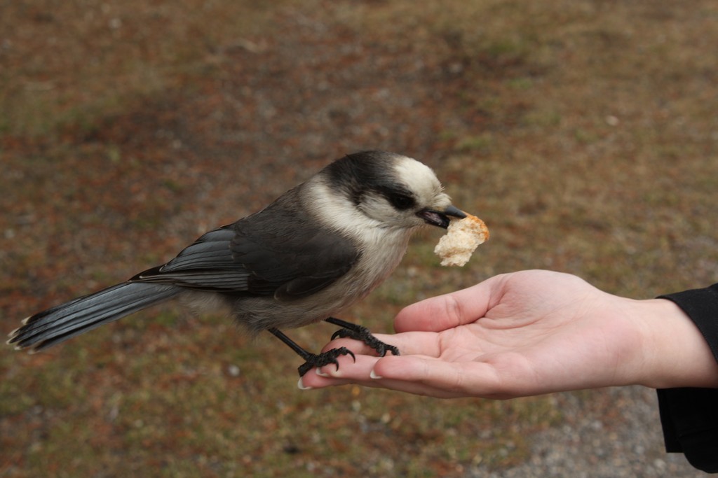 Eating from our palms