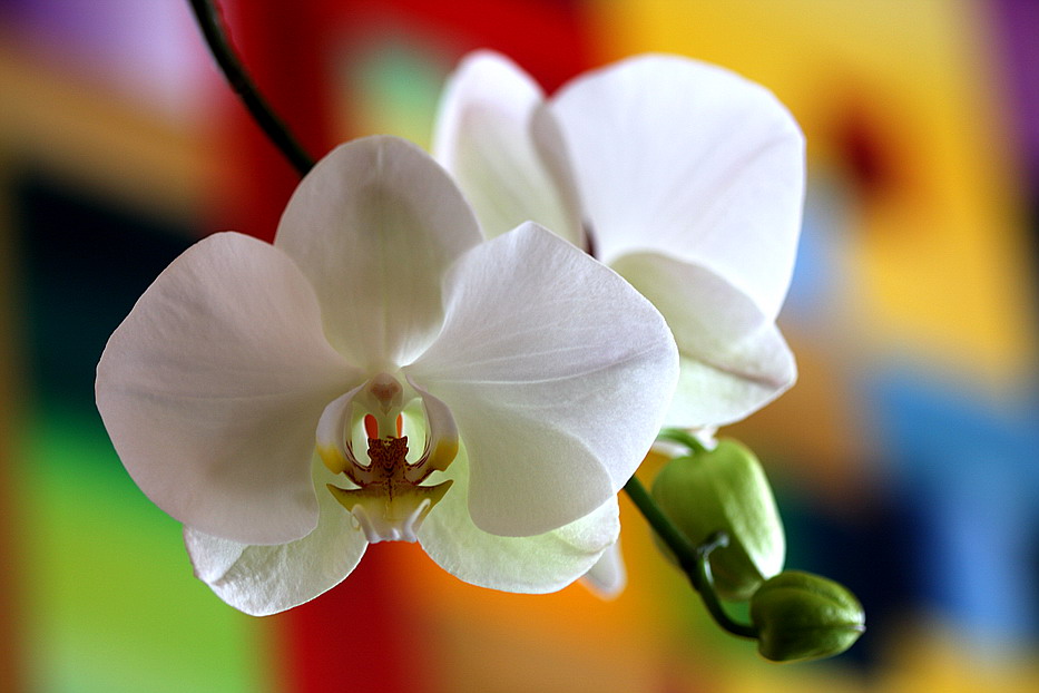Orchid