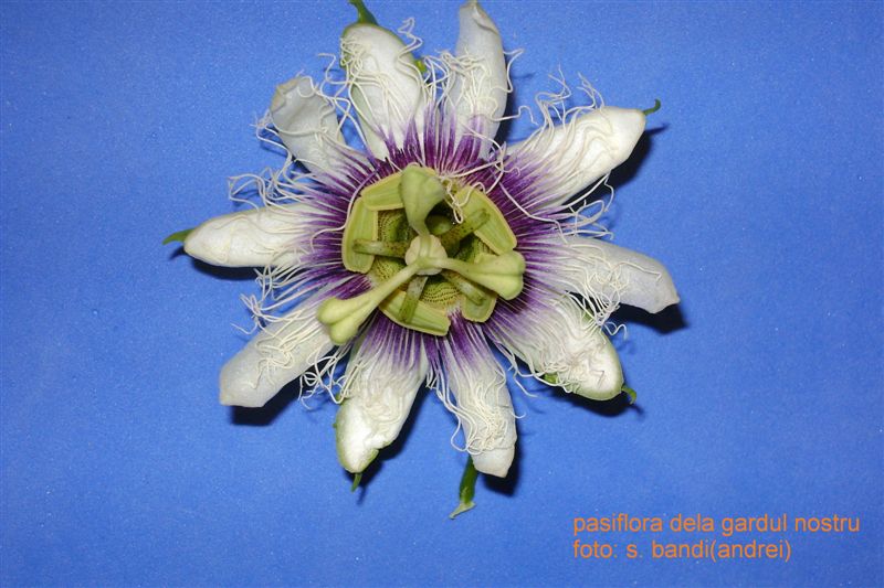 PASIFLORA