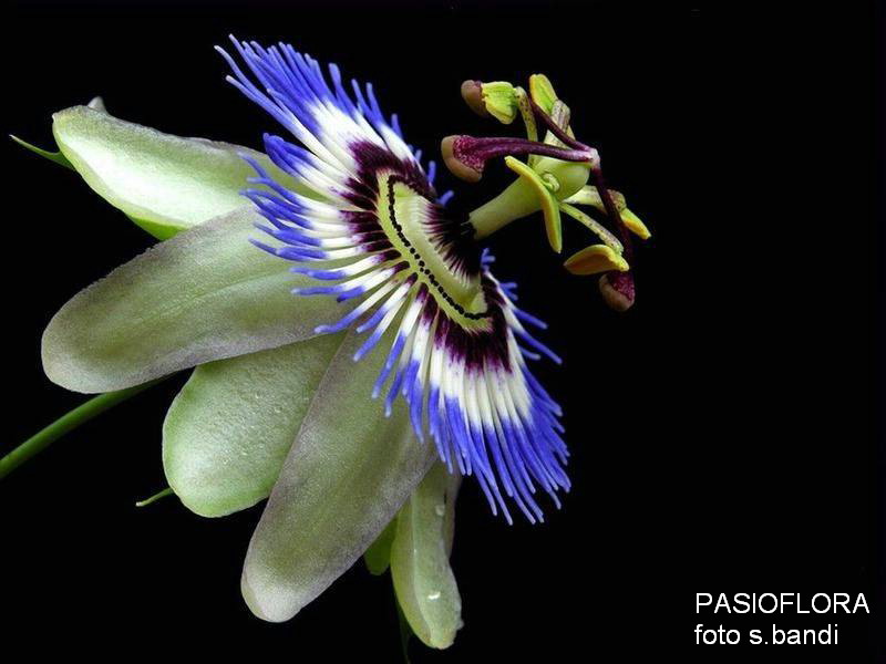 PASIFLORA2