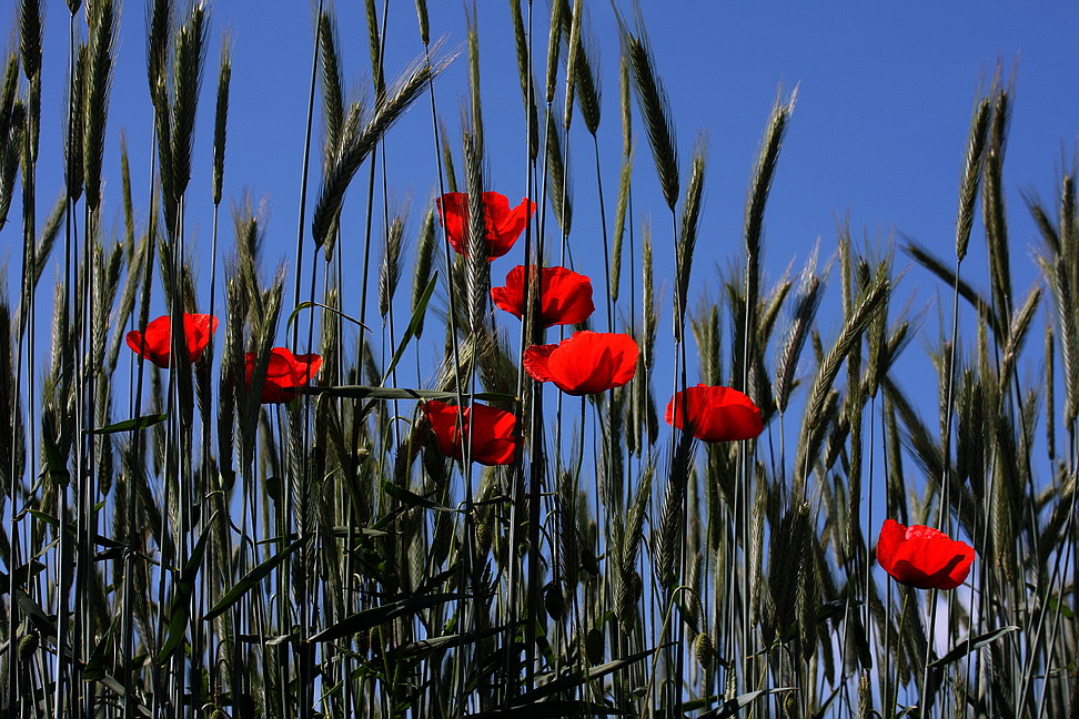 Poppies-1
