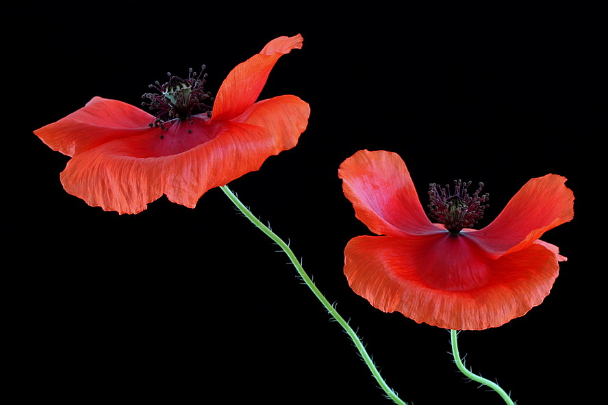 Poppies-2
