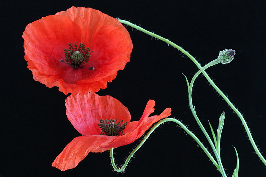 Poppies-3
