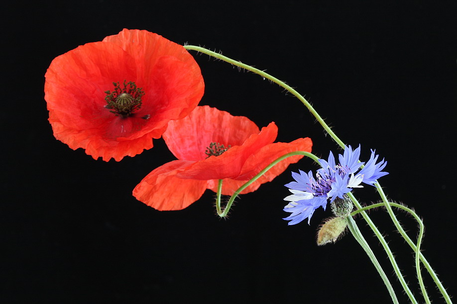 Poppies-4