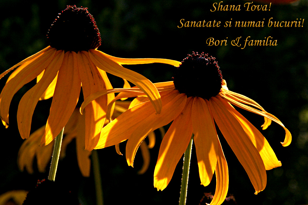 Shana_Tova_1