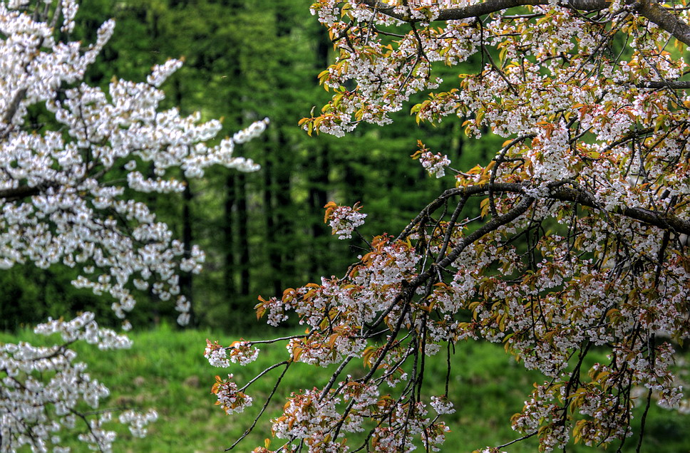 Spring-1