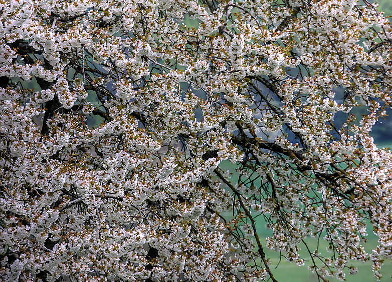 Spring-2