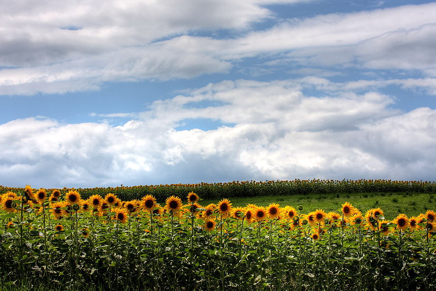 Summertime-2