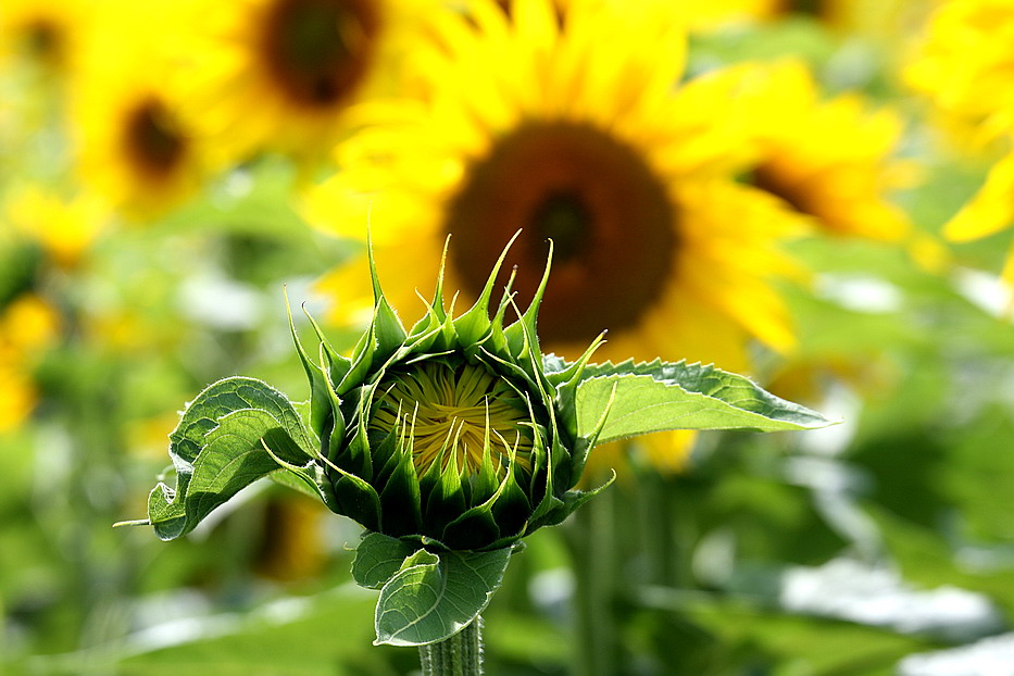 Sunflower-1