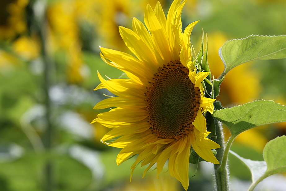 Sunflower