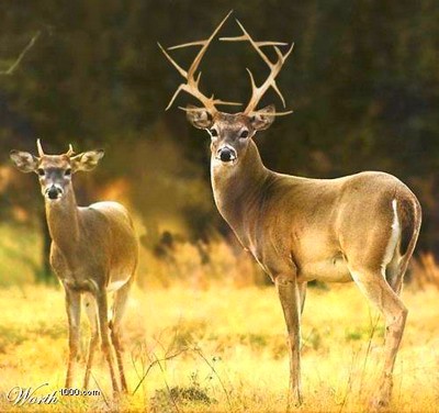 Rudolph's first cousin on his mother's side, Shlomo.