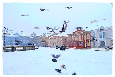 Timisoara inzapezita - Foto: Anca Buzatu
