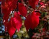 Autumn in Neighborhood by Adrian Szasz