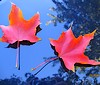 Canadian Fall by Gyuri Kun