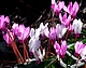 cyclamen