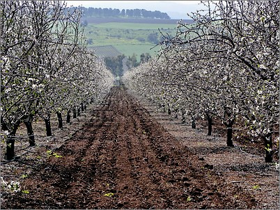 KfarTabor / Alonei Abba - Foto: Aviva si Alon Gal 