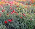 Kibut Alonim langa Tivon; Foto: Hava Meir (Eva Altmann)