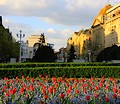 Timisoara in apilie Foto: Liviu Gordea