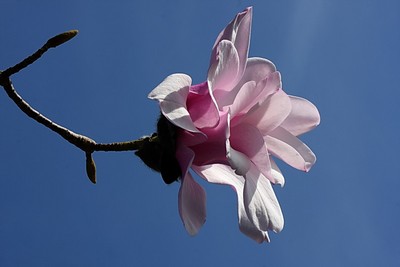 Au inflorit magnoliile - Foto M. Schwartz