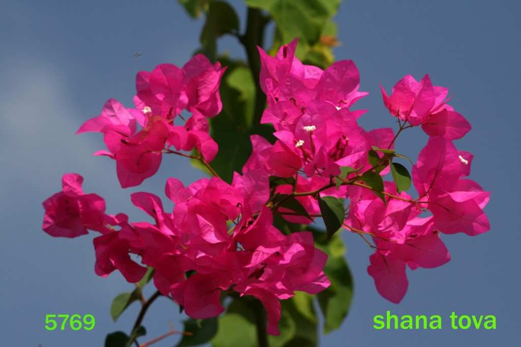 shanatova